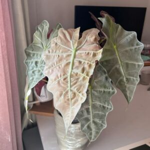 Alocasia Pink Polly Ghost/Mint